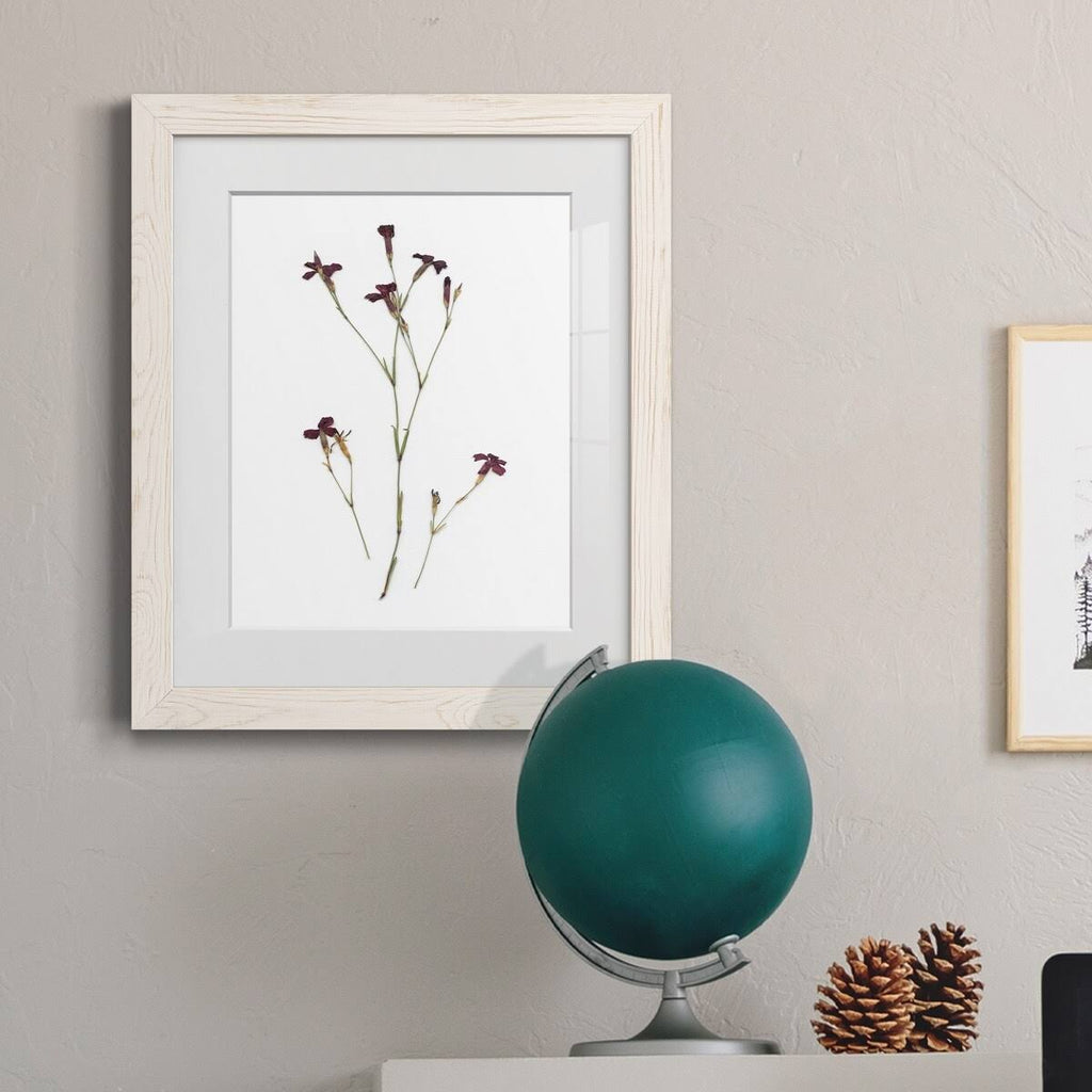 Walnut Framed Print J305185