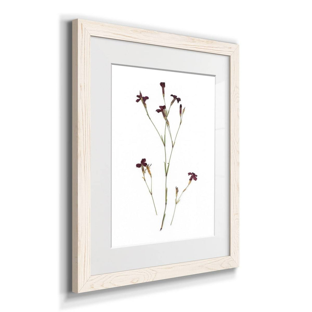 Walnut Framed Print J305185