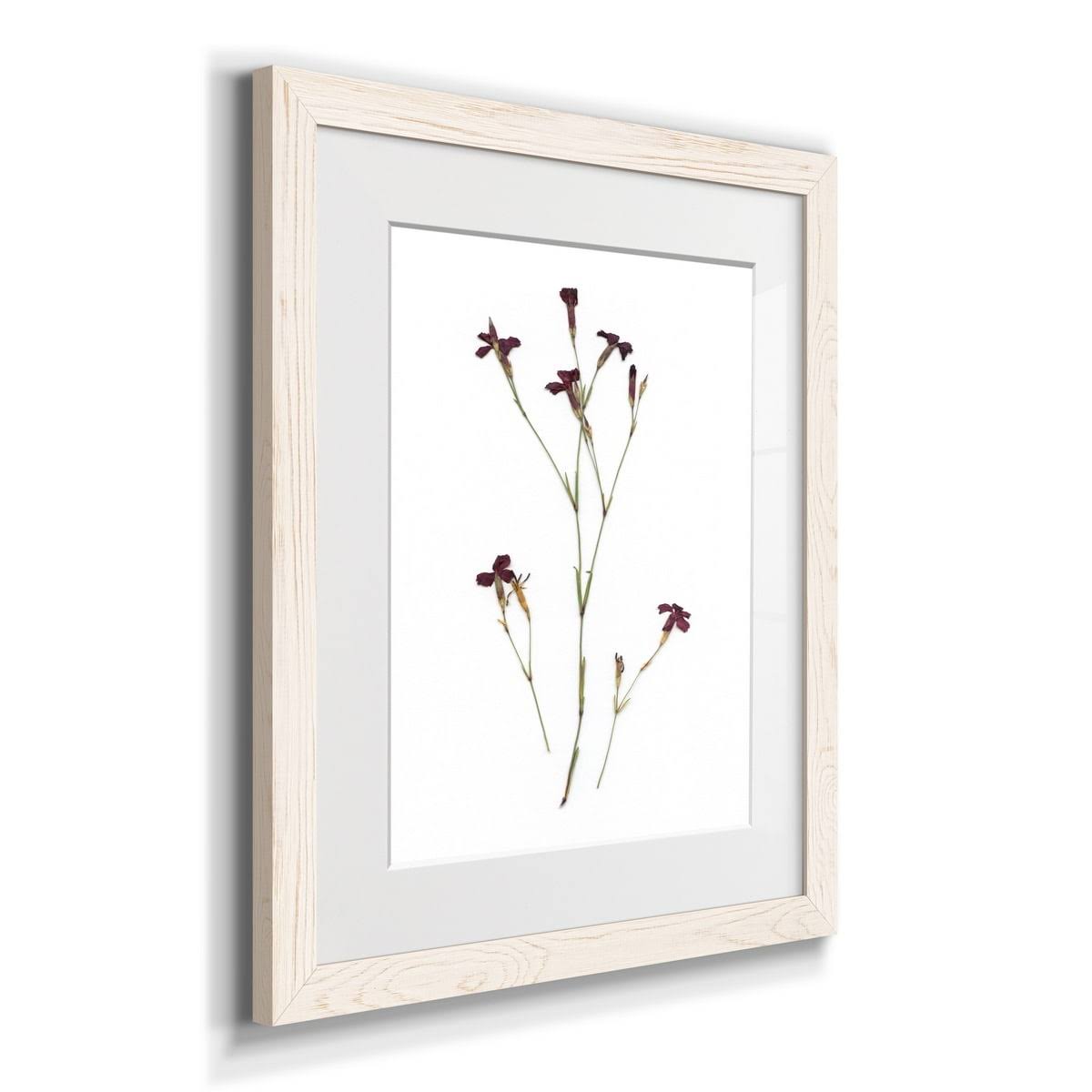 Walnut Framed Print J305185