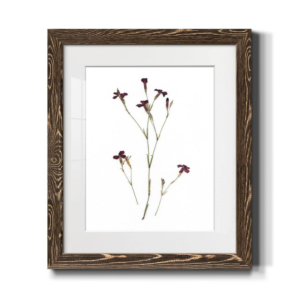 Walnut Framed Print J305185