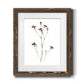 Walnut Framed Print J305185