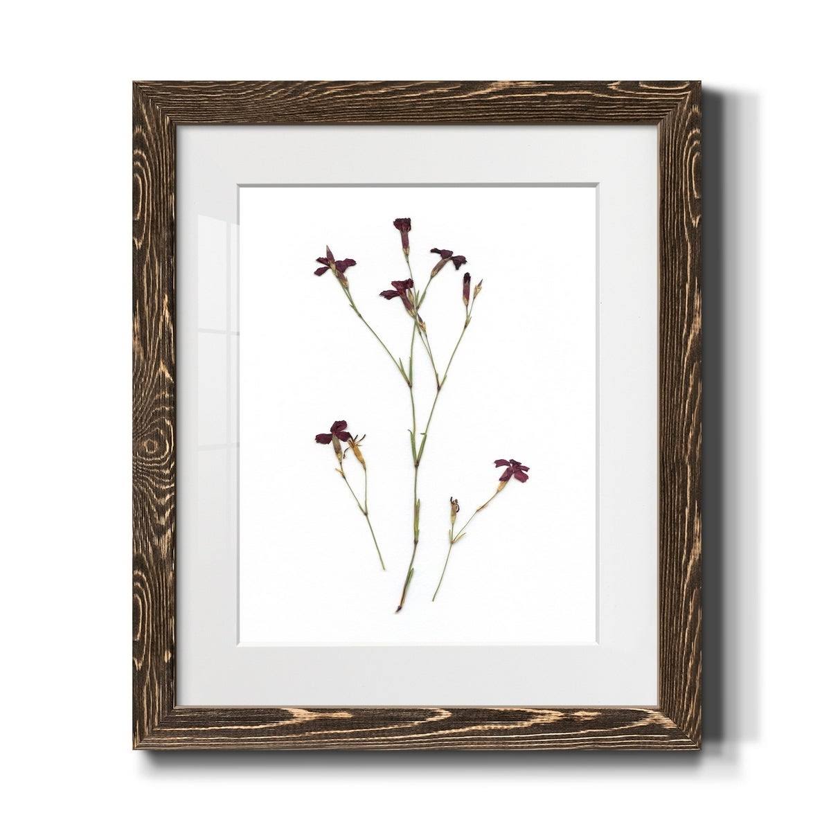 Walnut Framed Print J305185