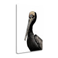 Brown Pelican Giclee Print Q7973
