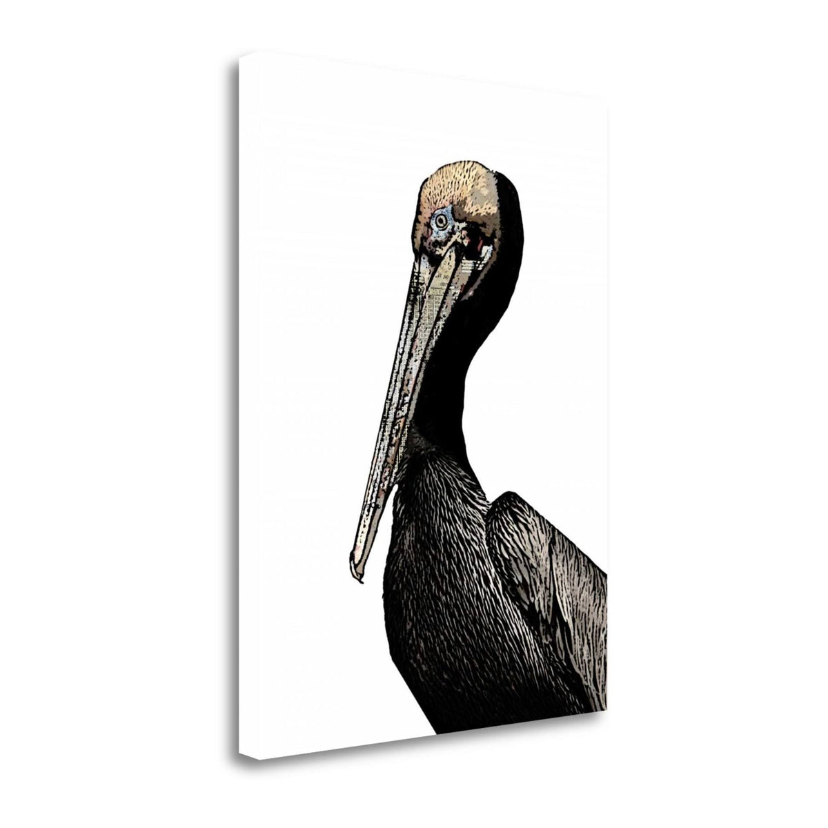 Brown Pelican Giclee Print Q7973